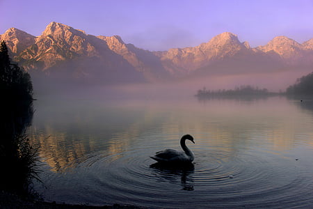 mountains, mountain, lake, water, fog, swan, hiking