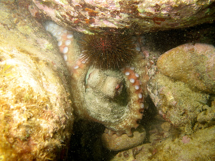 Octopus, fondo del mar, bajo el agua, Mediterráneo, buceo, mar, naturaleza