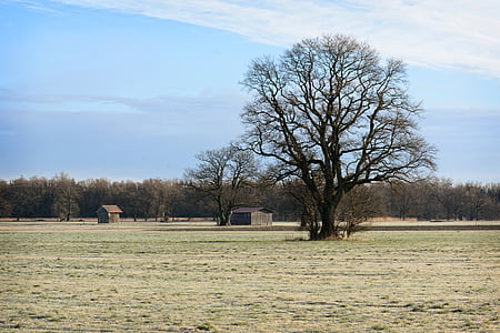 tree, individually, silhouette, nature, field, meadow, barn