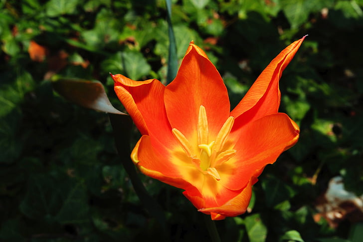 tulip, holland, flower, flowers, bloom, blossomed, pistil