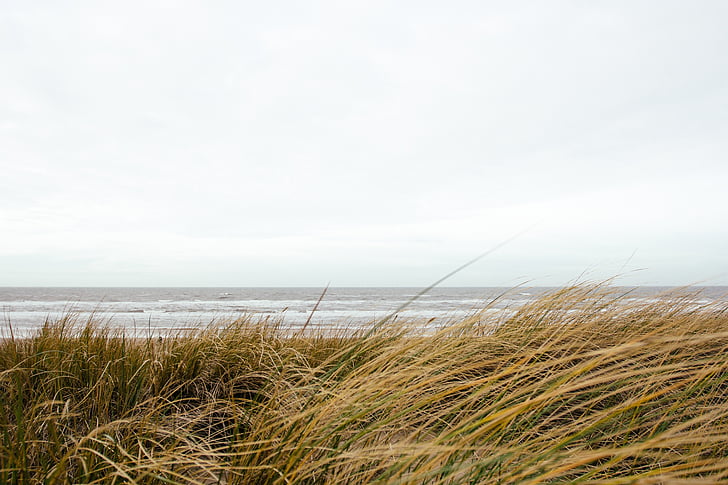 grass, beach, ocean, windy, cloudy, gray, sea