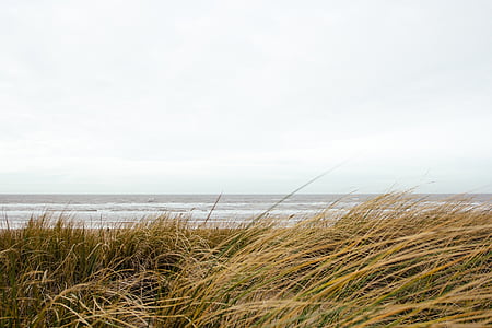 trava, Beach, Ocean, vetrovno, oblačno, siva, morje