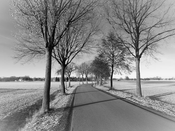 road, trees, rural, tree lined avenue, autumn, black and white, time of year