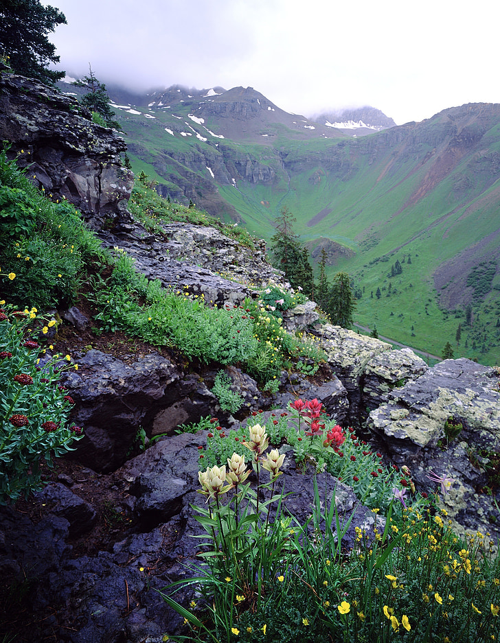 wildflowers, mountains, landscape, meadow, nature, flower
