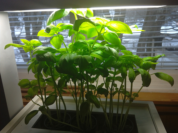 basilicum, kruid, zengrove, plant, groen