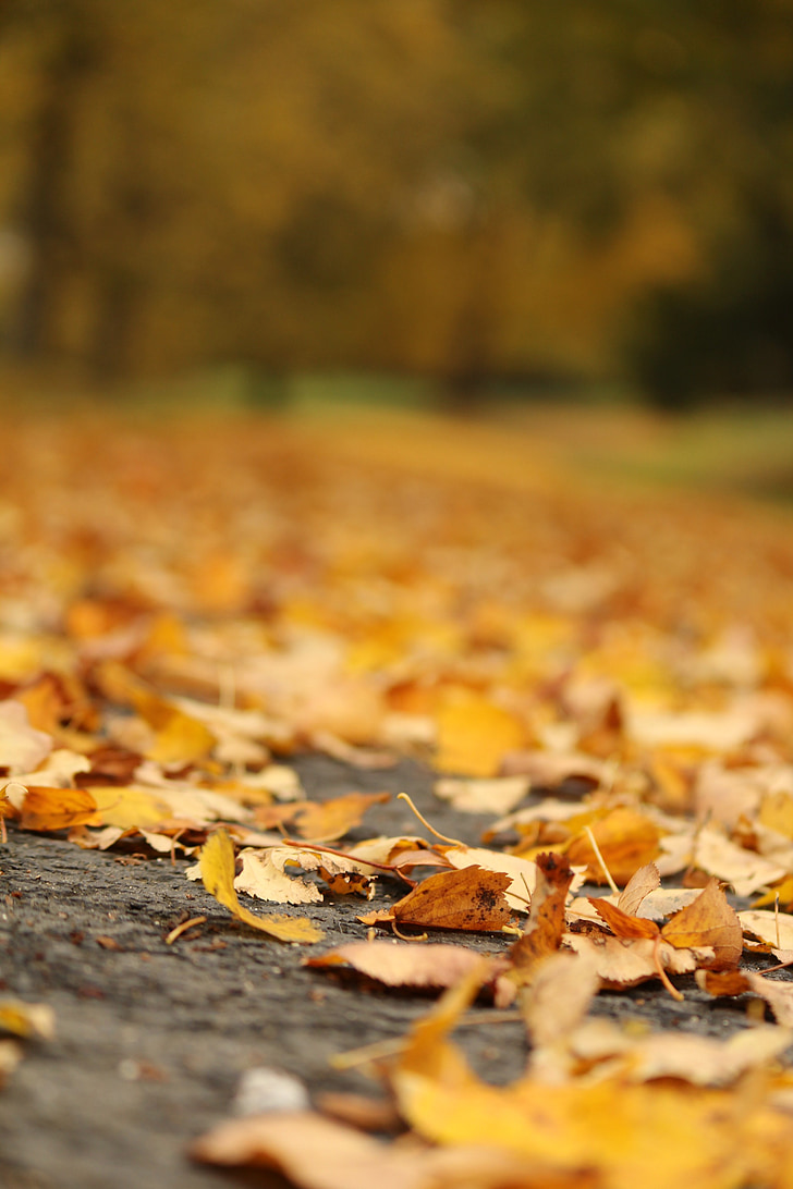 jesen, list, priroda, tlo, na otvorenom, jesen lišće
