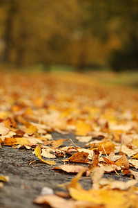 jeseni, listov, narave, tla, na prostem, spadajo listi