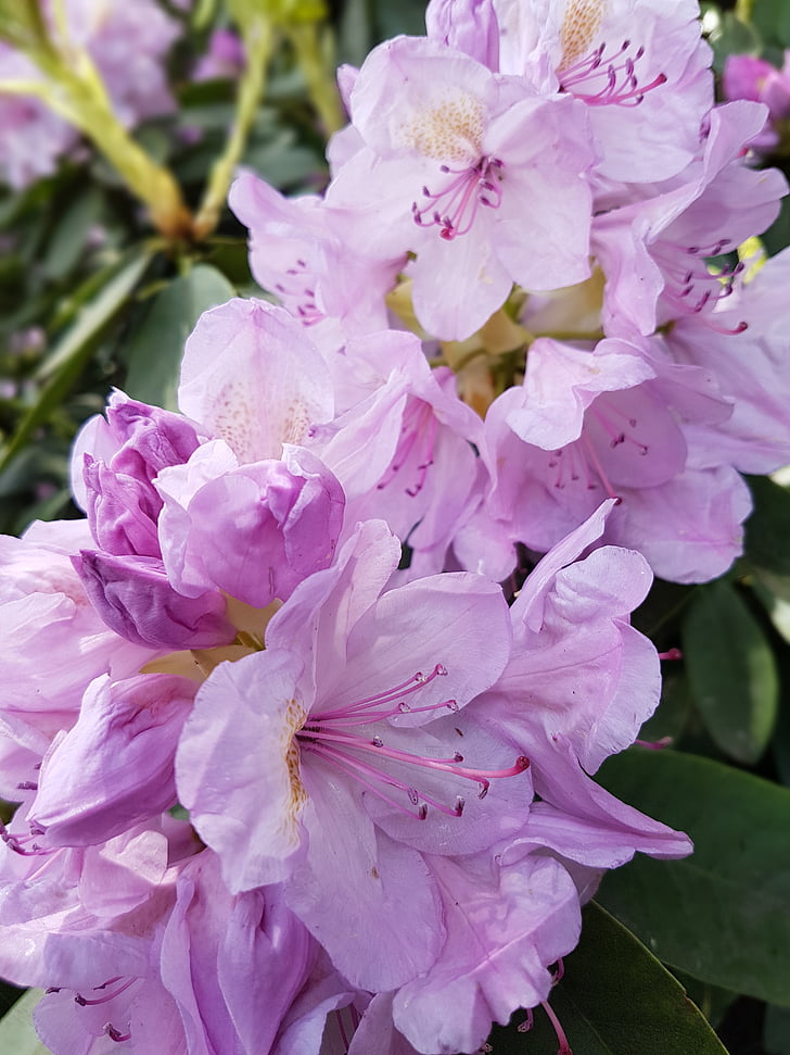 lilled, kevadel, Rhododendron, rododendronid