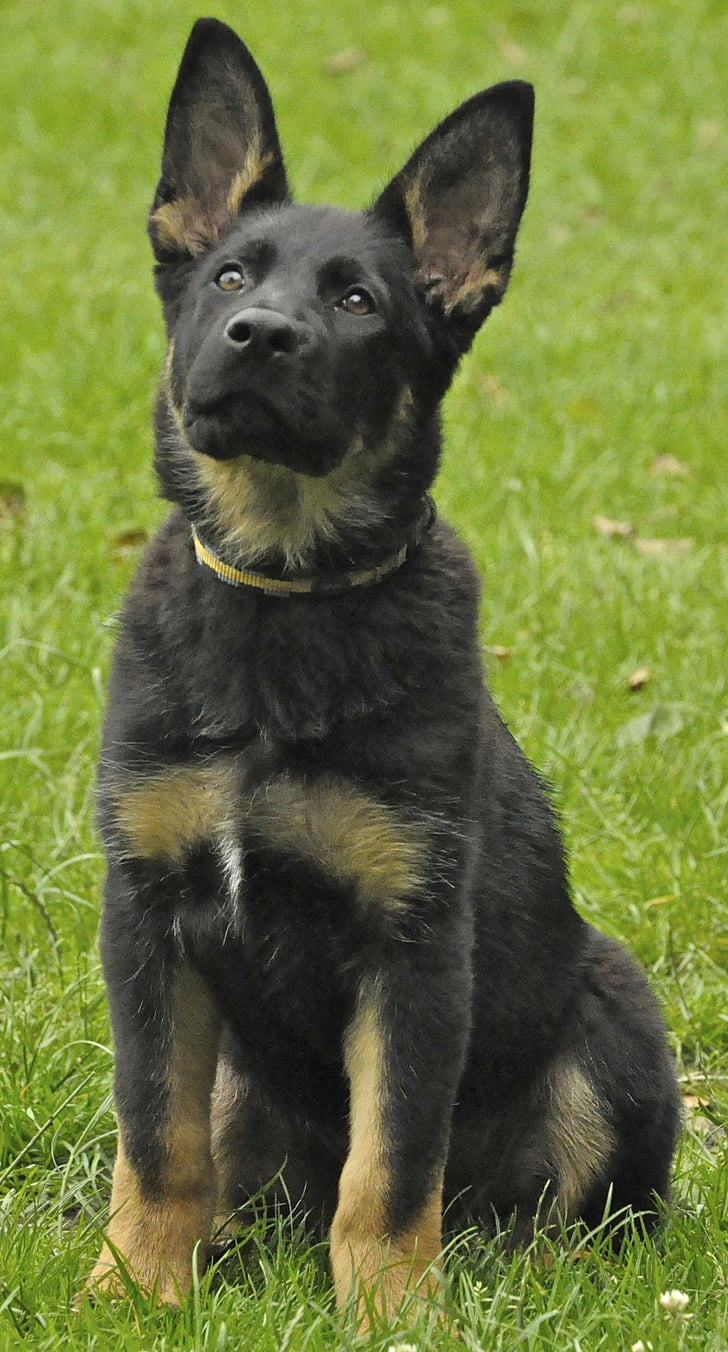 german shepherd, dog, puppy, black, grass