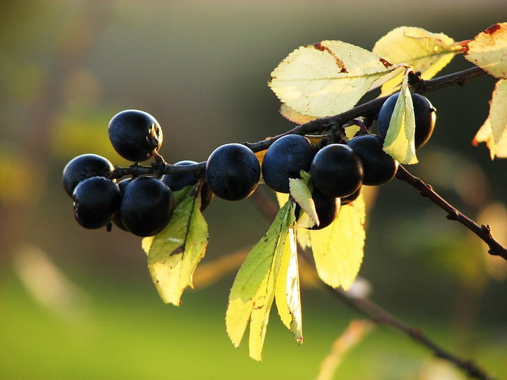 trnulj, jagode, sadje, modra, Blackthorn, Bush, jeseni