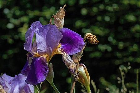 crin, Iris, floare, floare, floare, Iridaceae, Estompare