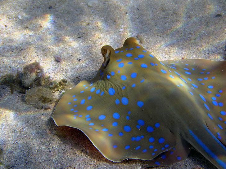blue spotted stingrays, rays, diving, egypt, sea, fish