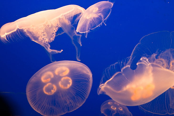 jelly, fish, jellyfish, underwater, deep, sea, ocean