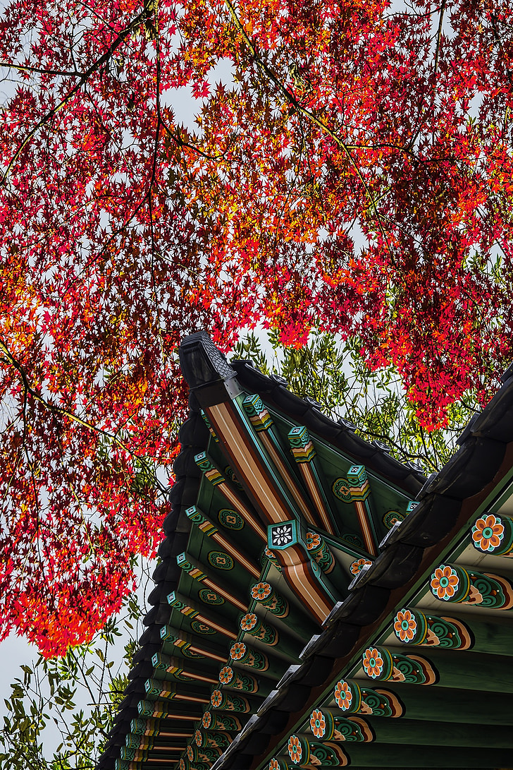forbidden city, autumn, autumn leaves