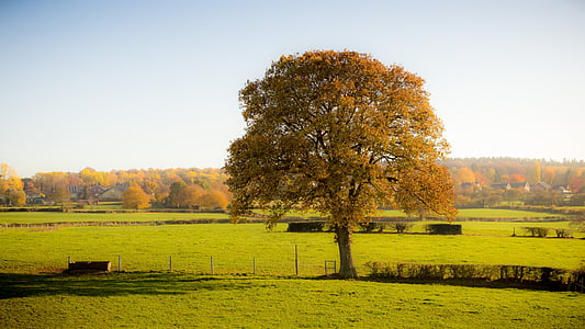 tree, nature, autumn, meadow, landscape, sunny, idyll