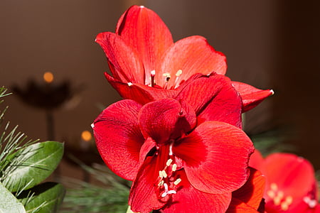 Amarylis, červená, květ, Bloom, květ, závod, botanika