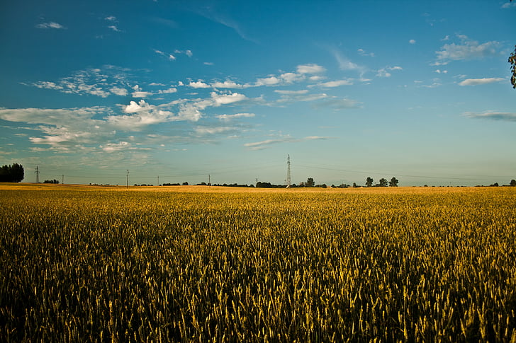 grote, veld, graan, zomer, hemel, blauw, wolken