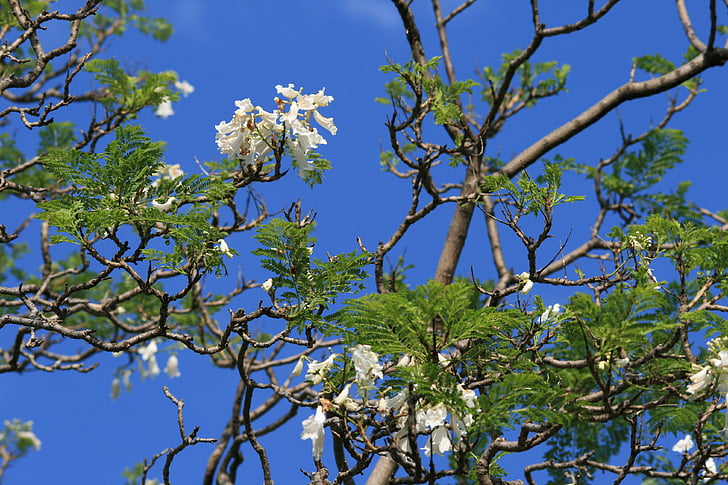 jakaranda, pohon, bunga, putih, langit, biru
