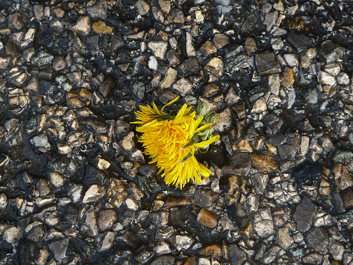 dandelion, tar, gravel, a flower, groung, wet, yellow