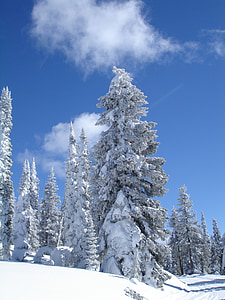jég, fa, hegyi, téli, hó, természet, erdő