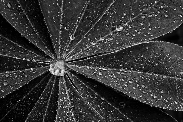 plant, leaf, drop of water, black and white, sw, monochron