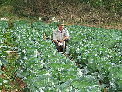farmer, harvesting, vegetables, cabbage, field, agriculture