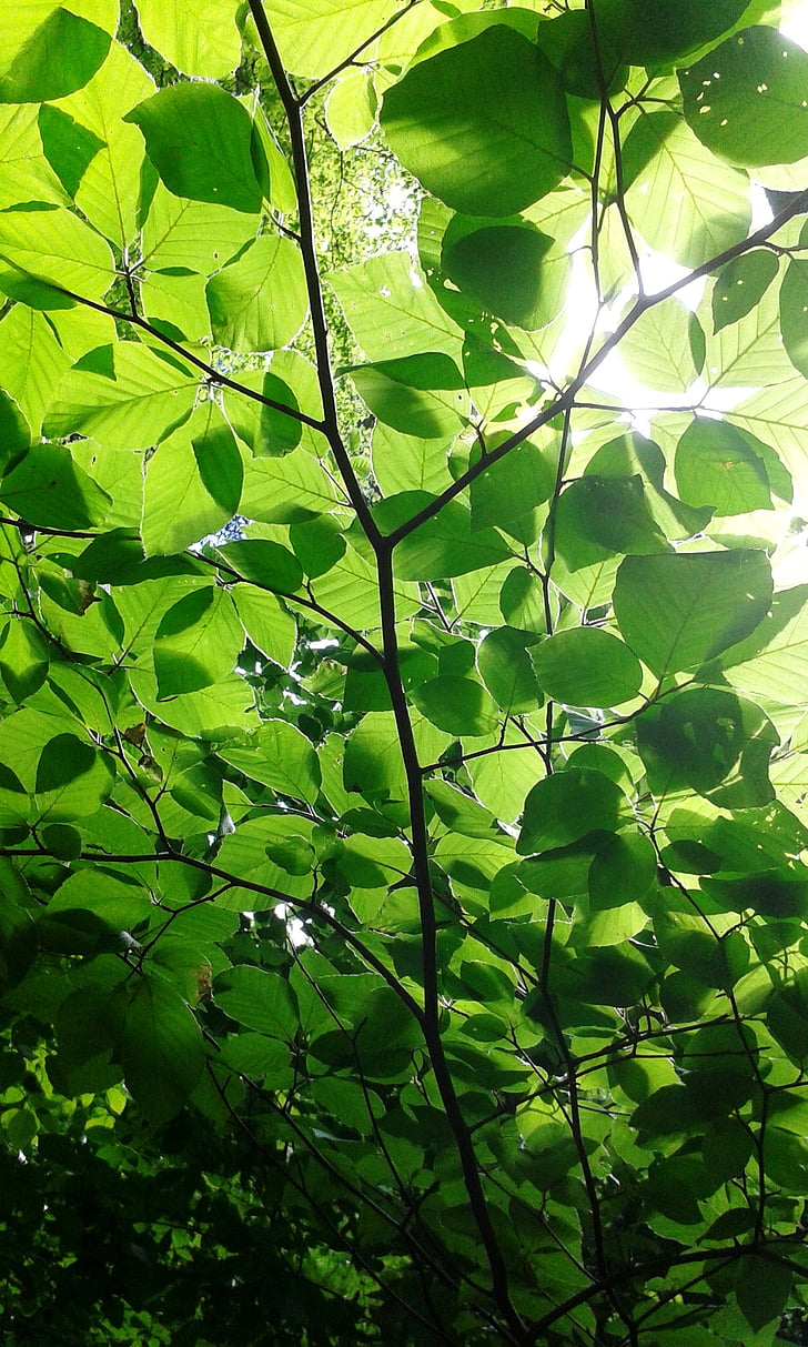 leaves, forest, sun, nature, foliage, green