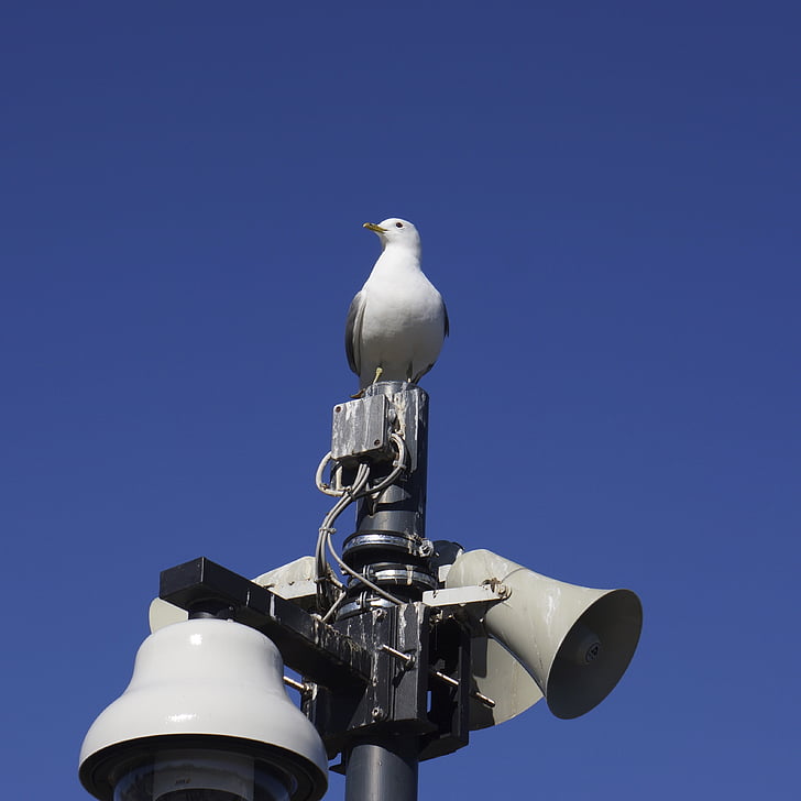 fågel, Seagull, högtalare, Messenger, övervakning, Titta på, Sky