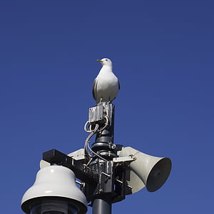 bird, seagull, speaker, messenger, surveillance, watching, sky