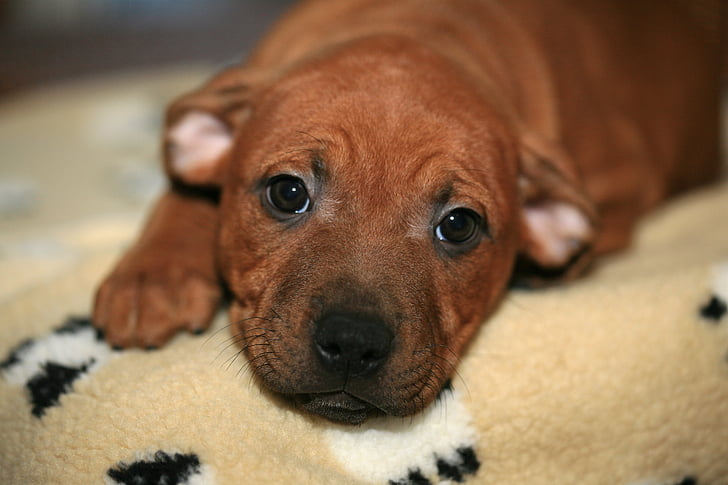 puppy, young, staffordshire, dog, animal, pet, canine