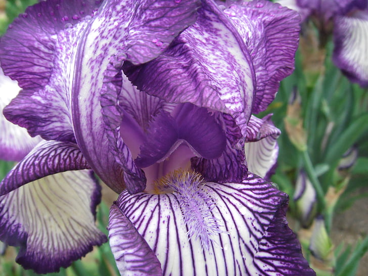 flowers, iris, german iris