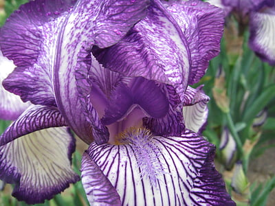 bloemen, Iris, Duitse iris