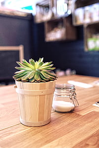 plant, table, sugar, restaurant, home, decor, interior