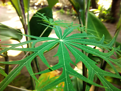 녹색 잎, 허브, jatropha multifida l, yodium 트리, 식물, 관 상용 식물, 자연