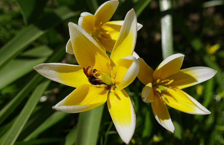 yellow flowers, crocuses, bee, spring flowers, insects, yellow, spring