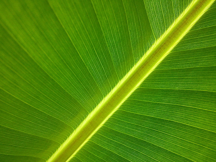 Κλείστε, φωτογραφία, πράσινο, μπανανιά, Κήπος, φύλλο, πράσινο χρώμα