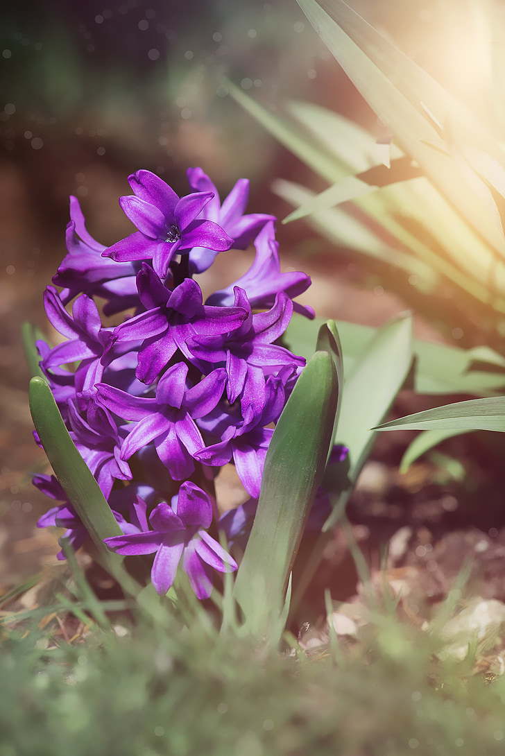 hiacintas, violetinė, violetinė, Purpurinė hiacintas, gėlė, violetinė gėlė, kvepiančių gėlių