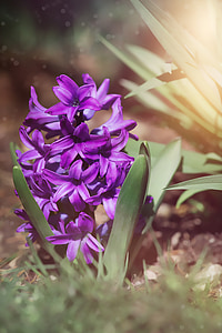 ヒヤシンス, 紫, バイオレット, 紫のヒヤシンス, 花, 紫色の花, 花の香り