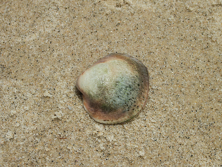 Seashell, Playa, arena