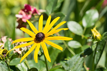 꽃, 태양 모자, 노란색, 노란색 꽃, rudbeckia fulgida, 복합 재료, 여름