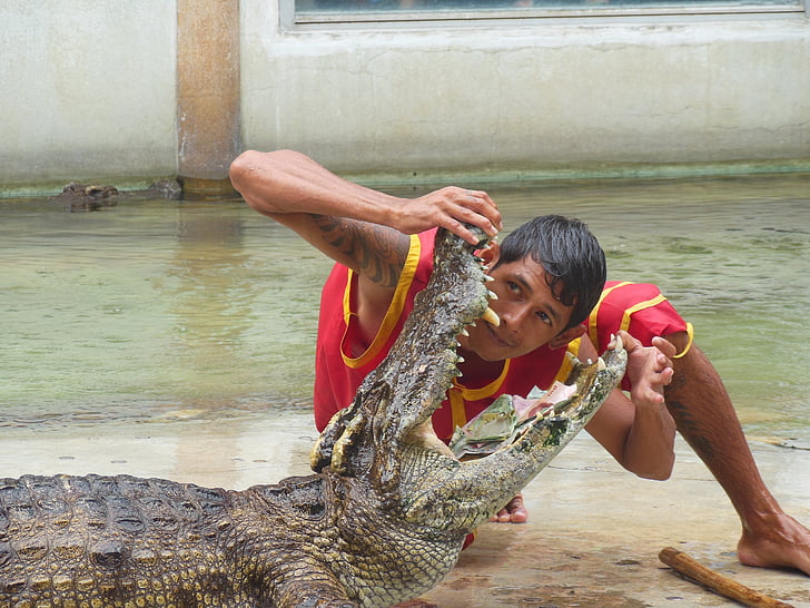 crocodile farm, krokodilfarm, Samut prakan, Thailand, Visa, personer med krokodiler, öppnade förra månaden