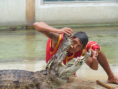 krokodil kmetiji, krokodil kmetiji, Samut prakan, Tajska, Prikaži, ljudje s krokodili, odprl prejšnji mesec