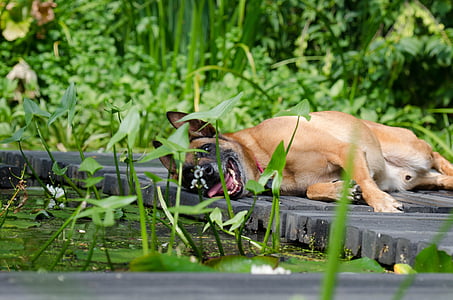 개, 정원, malinois, 달콤한, 레이스, 여름, 주변에 lazing