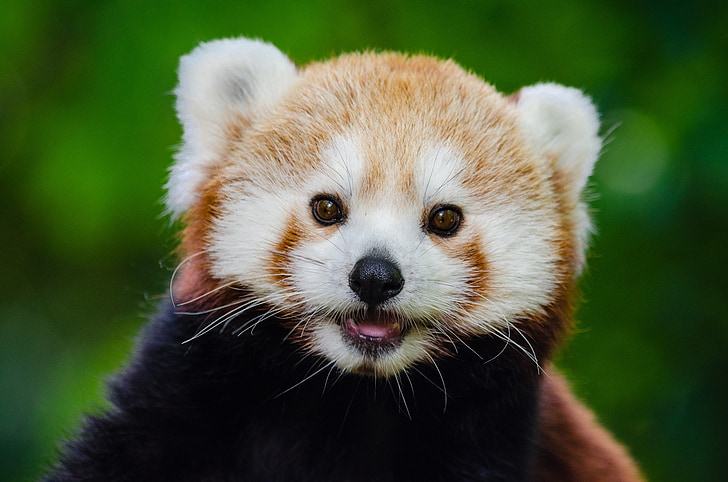 panda rouge, petit panda, ours-chat rouge, chat-ours rouge, arboricole, mignon, tête