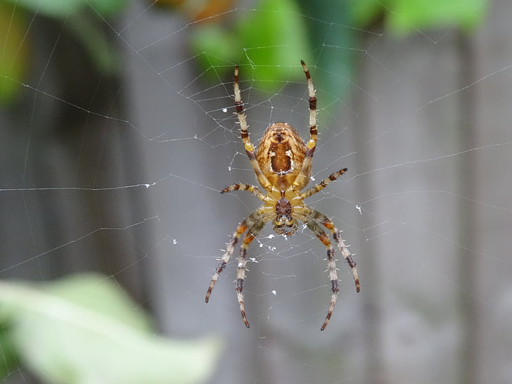 spider, garden, close-up, scary, phobia, fascination, stripes