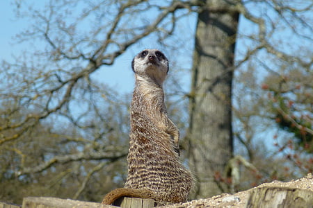 meerkat, king, watching, waiting, longleat