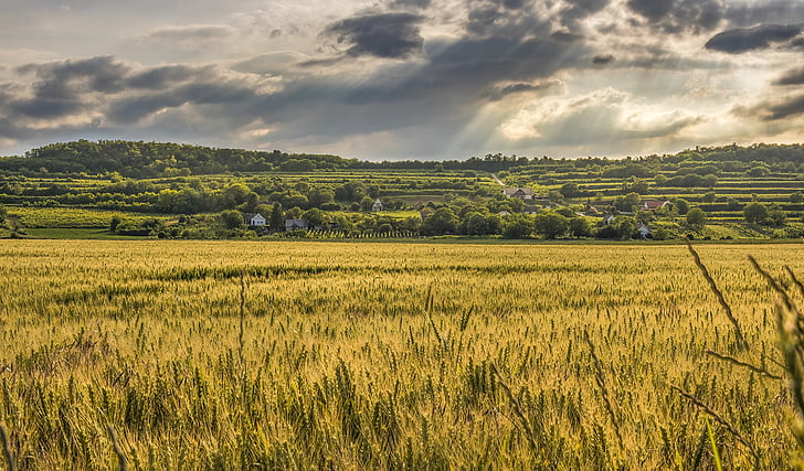 agriculture, cereal, clouds, countryside, crop, cropland, farm