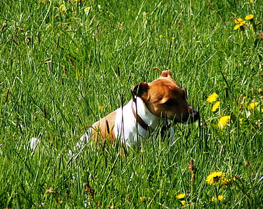 anjing, padang rumput, hijau, hewan, anjing kecil, hundeportrait, alam