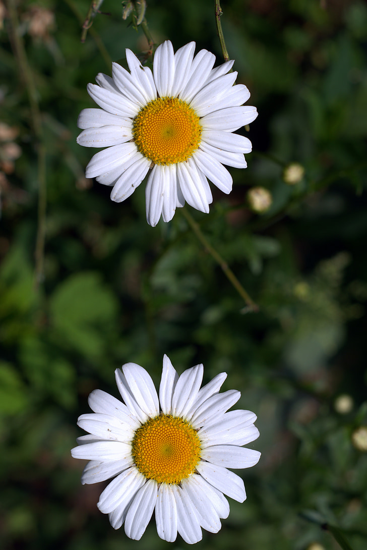 Hoa cúc, bông trắng, Hoa, Sân vườn, trắng, màu vàng, nhị hoa