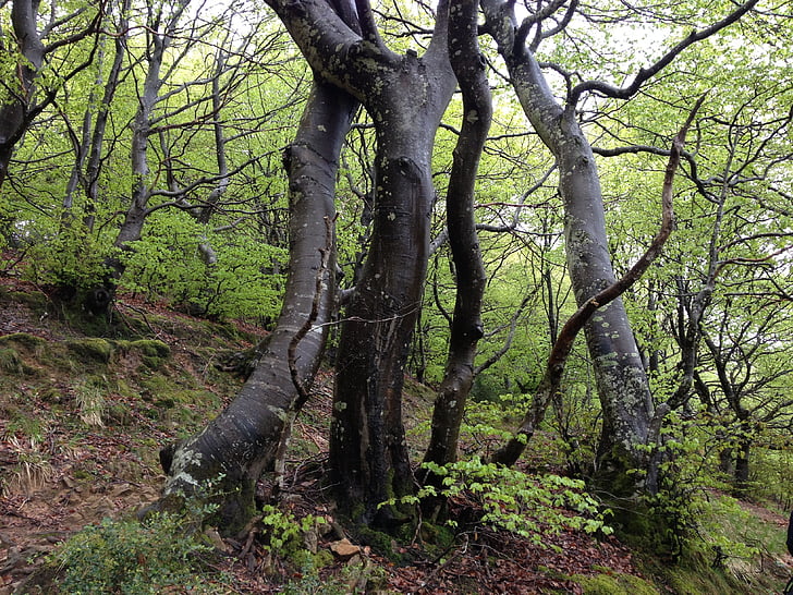 дървен материал, природата, sierracantabria, Euskadi